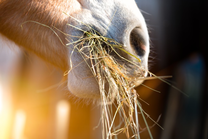 Symptomer og behandling af mavesår hos heste